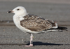 8471j52c.jpg (85052 bytes)