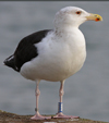 8902j43a.jpg (64885 bytes)