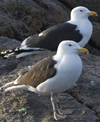 gbbg09704.jpg (81034 bytes)
