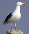 gbbg09704.jpg (81034 bytes)