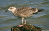 8471j52c.jpg (85052 bytes)