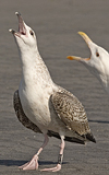9101.jpg (76303 bytes)