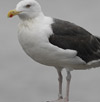 7680.jpg (49959 bytes)