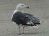 sub-adult Great Black-backed Gull in June. (56769 bytes)