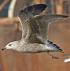 9149.jpg (76564 bytes)