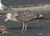 9149.jpg (76564 bytes)