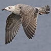 9149.jpg (76564 bytes)