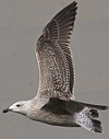 9149.jpg (76564 bytes)