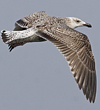 9149.jpg (76564 bytes)