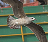 9149.jpg (76564 bytes)