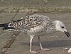 9149.jpg (76564 bytes)