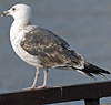 9030gbbg4cy.jpg (62908 bytes)