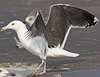 9030gbbg4cy.jpg (62908 bytes)