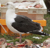 7095jp36.jpg (66909 bytes)