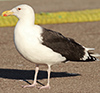7095jp36.jpg (66909 bytes)