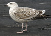 8471j52c.jpg (85052 bytes)