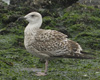 8471j52c.jpg (85052 bytes)