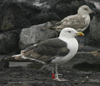 7095jp36.jpg (66909 bytes)