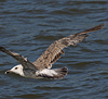 juvenile LBBG in October, ringed in Norway. (131273 bytes)
