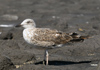 juvenile LBBG in September, ringed in Norway. (73485 bytes)