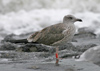 2cy intermedius in October, ringed in Norway. (97235 bytes)