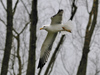ad LBBG in Januari-April, ringed in the Netherlands. (73754 bytes)