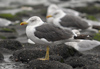 ad LBBG in October, ringed in the Netherlands. (77525 bytes)