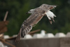 2cy LBBG in August, ringed in the Netherlands. (54795 bytes)
