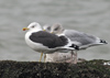 adult intermedius lbbg in October, ringed in Sweden. (102169 bytes)
