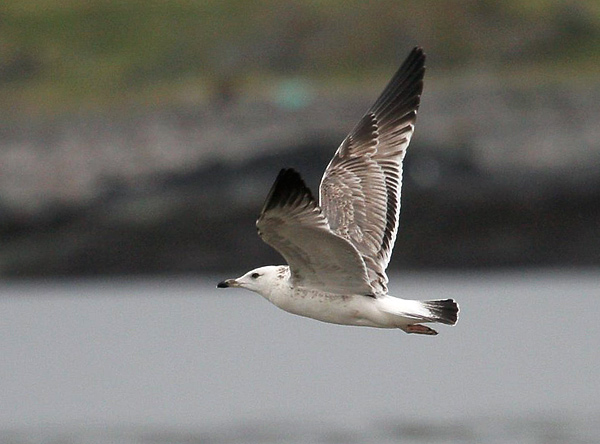 Heuglin's Gull - Larus heuglini