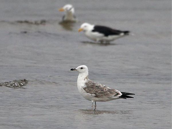 Heuglin's Gull - Larus heuglini