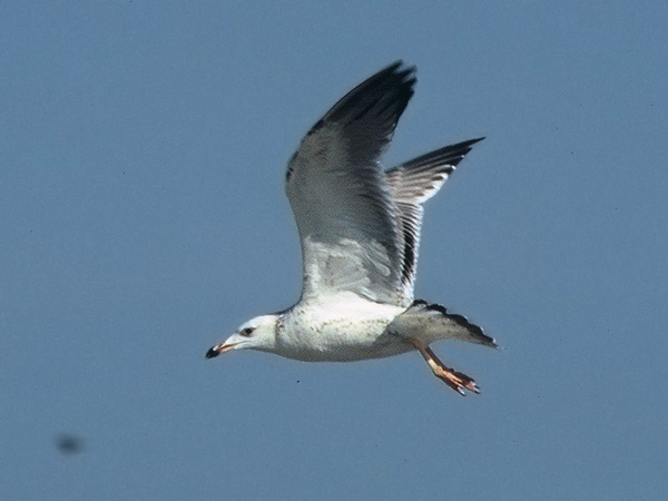 Heuglin's Gull - Larus heuglini