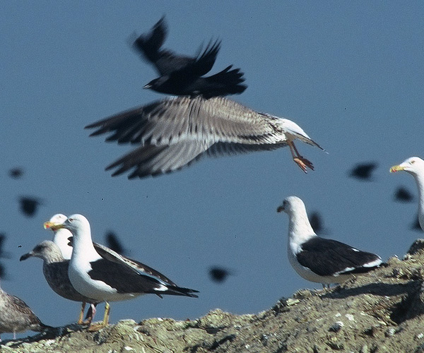 Heuglin's Gull - Larus heuglini