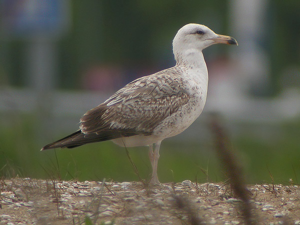 Heuglin's Gull - Larus heuglini