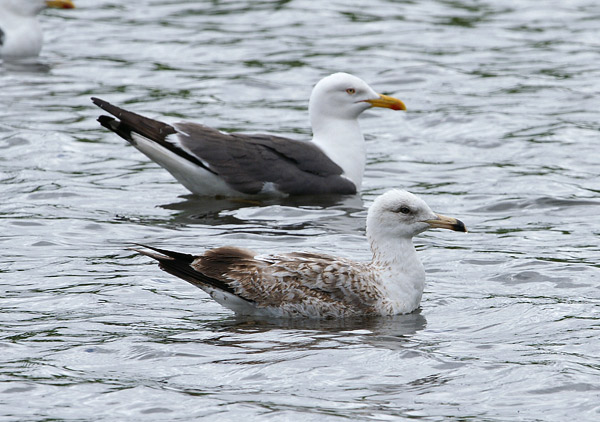 Heuglin's Gull - Larus heuglini