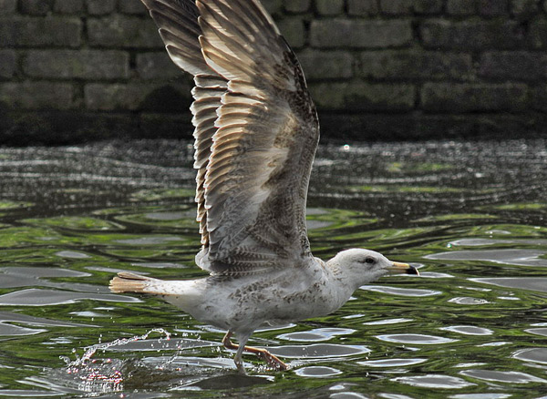 Heuglin's Gull - Larus heuglini