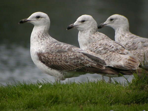 Heuglin's Gull - Larus heuglini