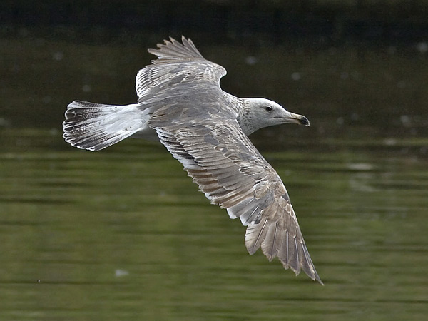 Heuglin's Gull - Larus heuglini