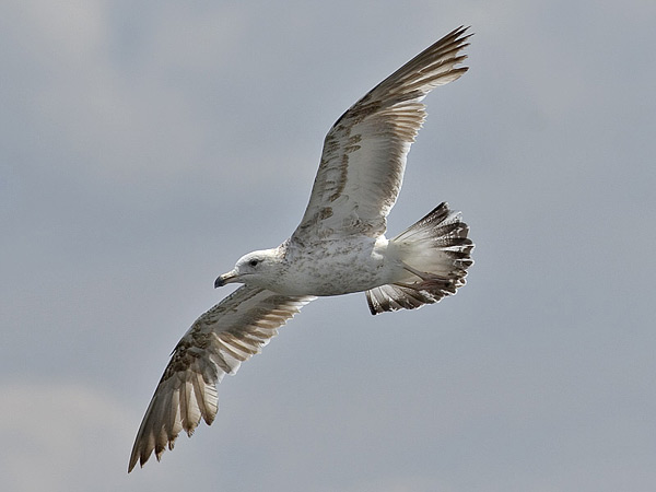Heuglin's Gull - Larus heuglini