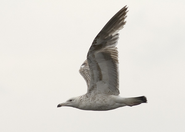 Heuglin's Gull - Larus heuglini