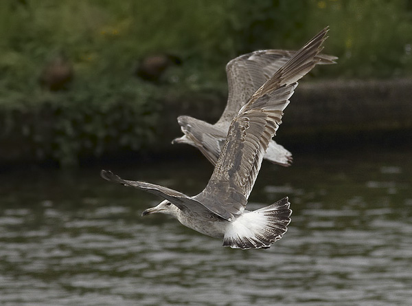Heuglin's Gull - Larus heuglini