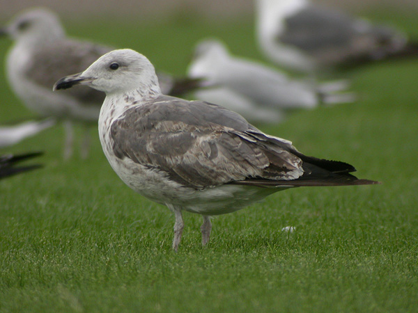 Heuglin's Gull - Larus heuglini