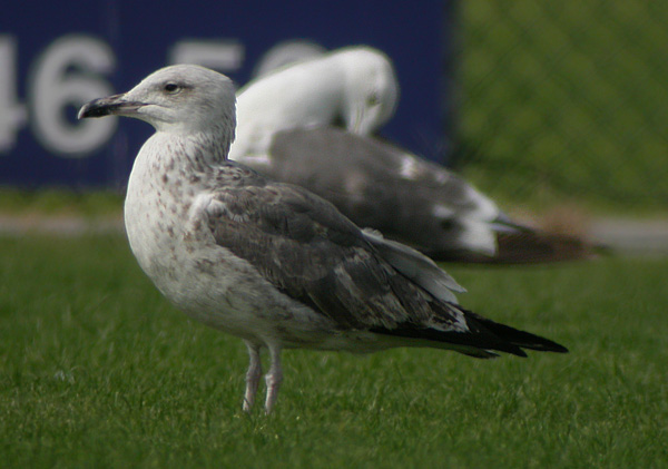 Heuglin's Gull - Larus heuglini