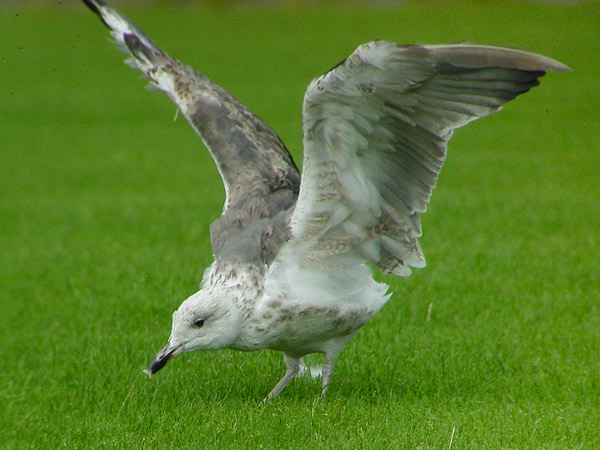 Heuglin's Gull - Larus heuglini