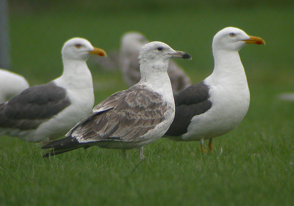 Heuglin's Gull - Larus heuglini