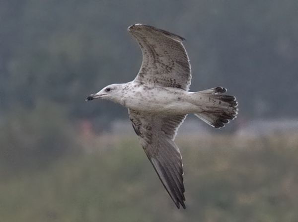 Heuglin's Gull - Larus heuglini