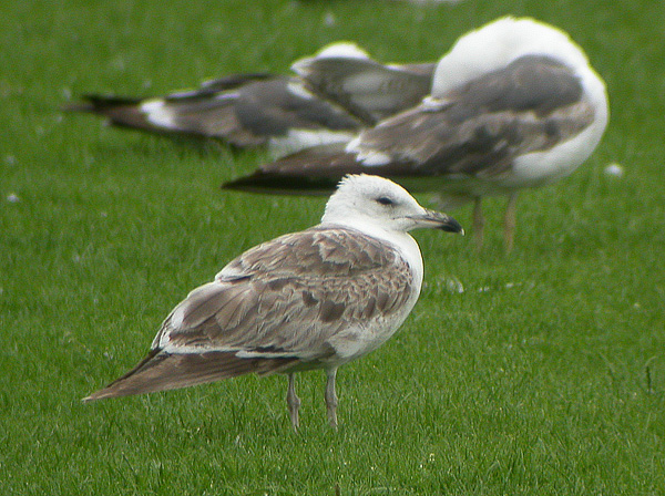 Heuglin's Gull - Larus heuglini