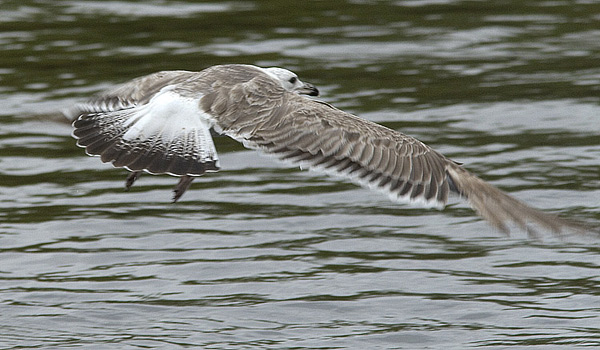 Heuglin's Gull - Larus heuglini