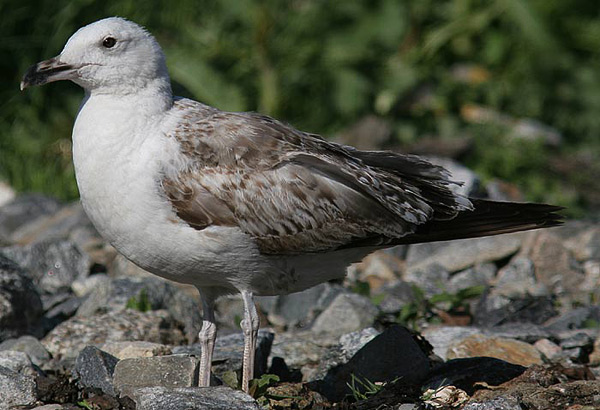 Heuglin's Gull - Larus heuglini
