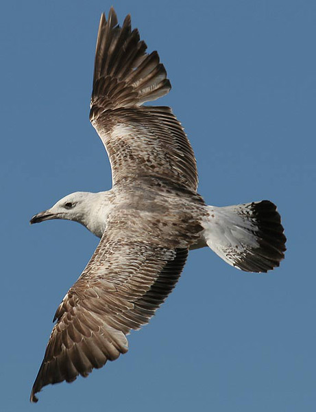 Heuglin's Gull - Larus heuglini